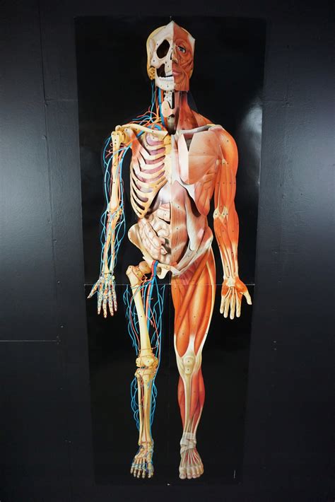 Model anatomiczny ludzkiego szkieletu szkielet rozkładany David Pelham