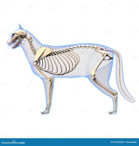 Cat Skeleton Anatomy - Anatomy Of A Cat Skeleton - Side View Royalty ...