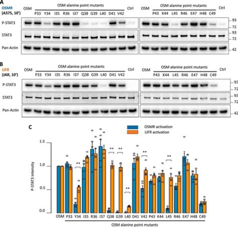 The Ab Loop And D Helix In Binding Site Iii Of Human Oncostatin M Osm