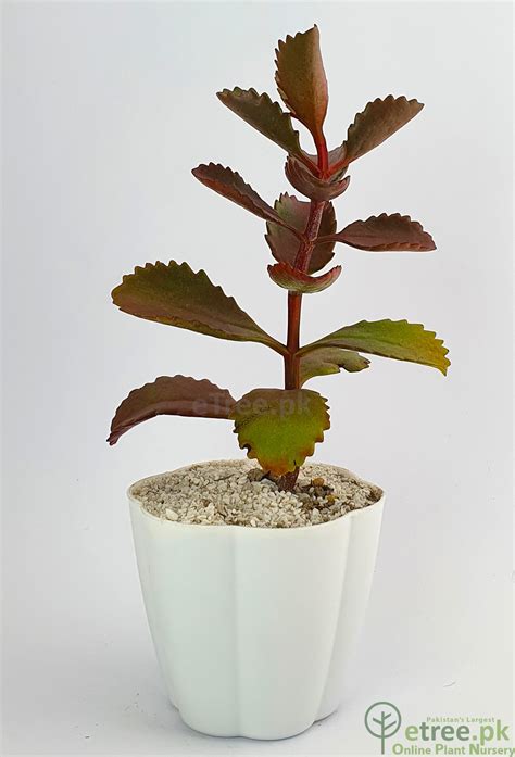 Buy Kalanchoe sexangularis Succulent Plant Online in Karachi, Lahore & Pakistan