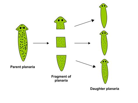 Modes Of Asexual Reproduction — Task Science State Board Class 10