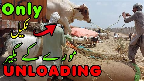 NEW Way Of UNLOADING Sirf NAKEEL Ky Sath Of Heavy BULLS Northern