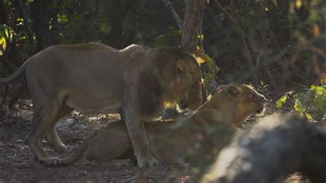 343 Mating Lions Stock Videos, Footage, & 4K Video Clips - Getty Images