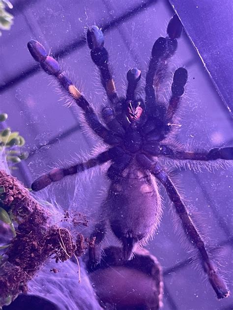 P Metallica Juvie R Tarantulas