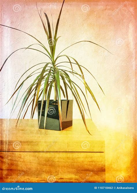 Madagascar Dragon Tree Houseplant on a Wooden Dresser Stock Photo