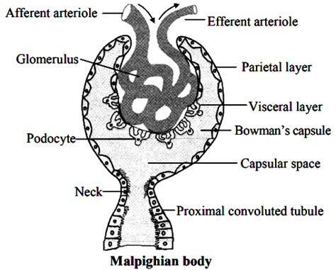 Draw a neat diagram of a Malpighian corpuscleand label any two parts