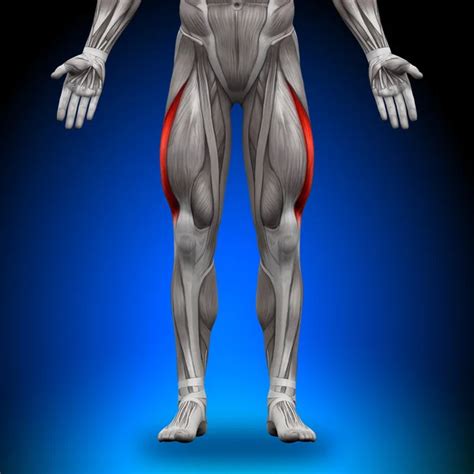 Glutes Medius - Female Anatomy Muscles Stock Photo by ©decade3d 47045393