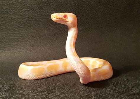 63 Stunning Ball Python Morphs (Our Favorite Types)