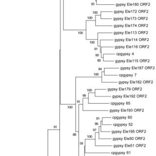 Phylogenetic Relationships Of The LTR Retrotransposons Based On The