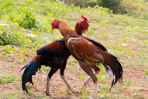 Sport Popular Gamecock Fighting In Thailand Wild Plumage Lifestyle ...