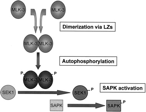 Dimerization Via Tandem Leucine Zippers Is Essential For The Activation