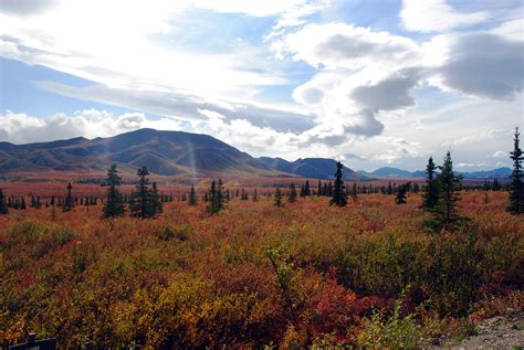 White Spruce Taiga Denali National Park This One I Rather Flickr