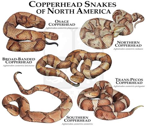 Copperhead Snakes Of North America Poster Print Field Guide Etsy