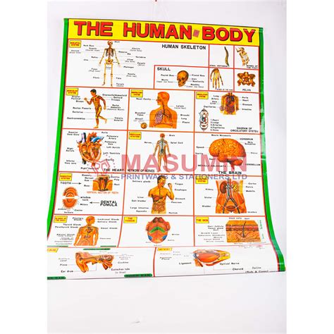 chart  human body masuminprintways store