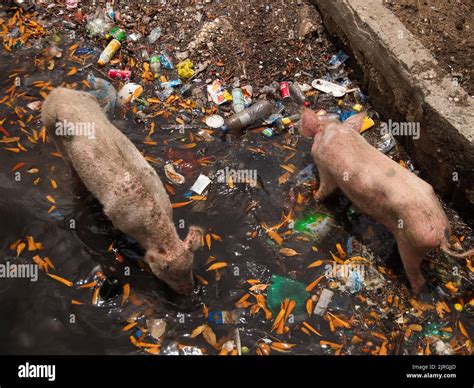 Two Pigs Romping In The Garbage And Water At The Fadiouth Island