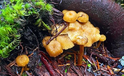 À quelle vitesse pousse la chanterelle Chasseurs de champignons