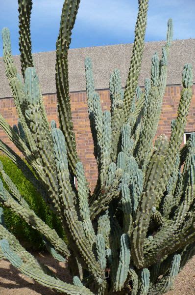 Cactus Near Tempe Historical Museum