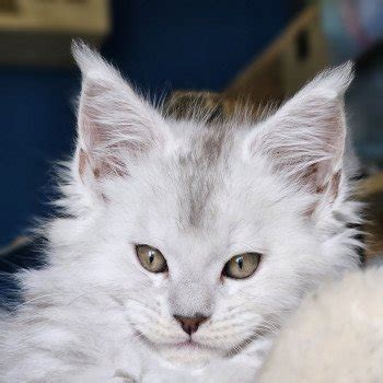 Z Phir De L Or Sauvage Chaton Maine Coon Loiret