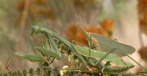 Male Praying Mantis Continues Having Sex After Getting Decapitated