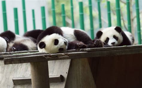 Top 8 Surprising Things You Didn't Know about Baby Pandas