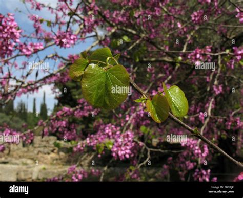 judas tree (Cercis siliquastrum), leaves, Greece, Peloponnese Stock Photo - Alamy