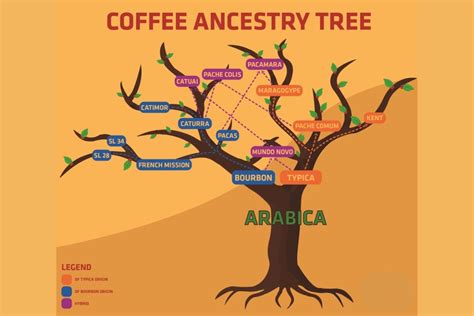 Coffee Varieties: Detailed cultivars of a coffee ancestry tree