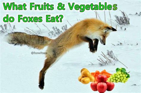 do red foxes eat arctic foxes What do red foxes eat? a surprising ...