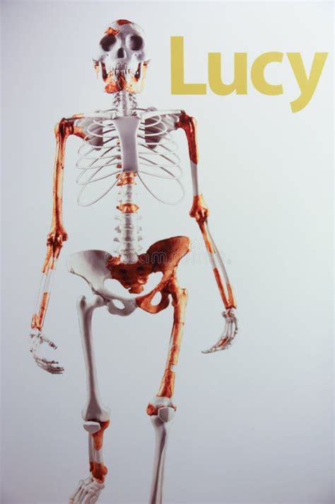 Lucy Australopithecus Skeleton