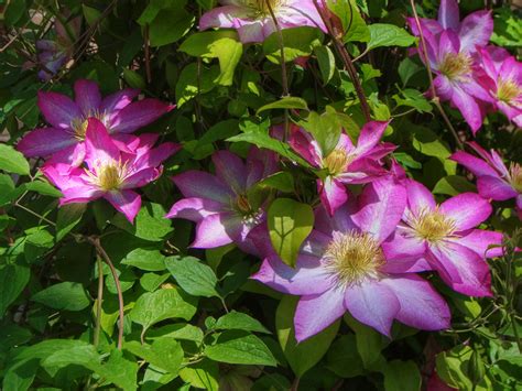 Clematis Hdr The Clematis At Our Local School Is Bloomin Flickr