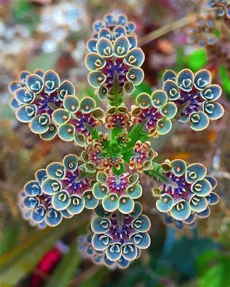 50 Visually Pleasing Examples Of Geometrical Symmetry In Nature New