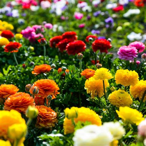 Ranunculus Rainbow Mix Bulbs For Sale Rainbow Mix Easy To Grow Bulbs