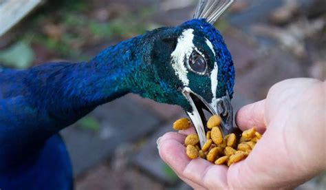 What To Feed Peacocks Essential Nutritional Tips Spark Lark