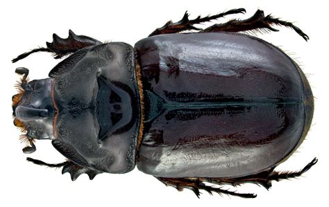 Oryctes Nasicornis