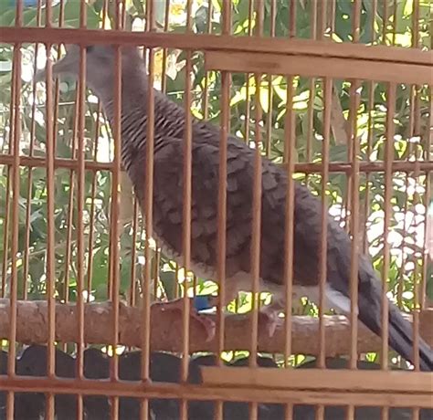 arti mimpi diberi burung perkutut 9