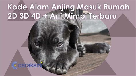 Kode Alam Anjing Masuk Rumah D D D Arti Mimpi Terbaru