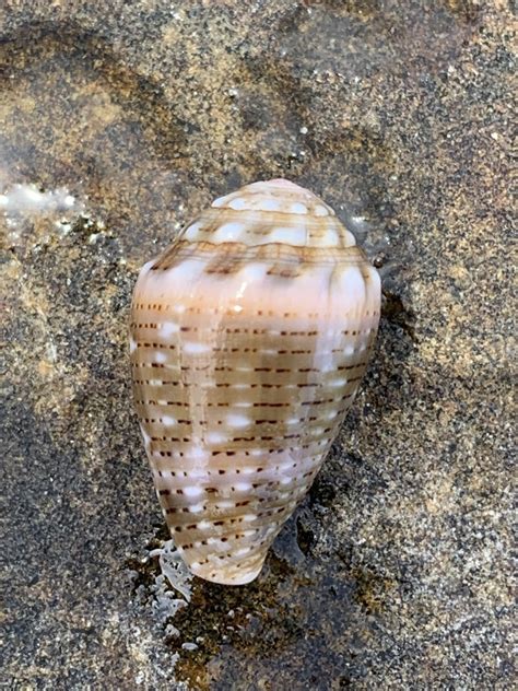 Coronated Cone From Yuraygir National Park Yuraygir NSW AU On