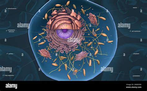 Estructura y funciones celulares ilustración de orgánulos celulares 3D