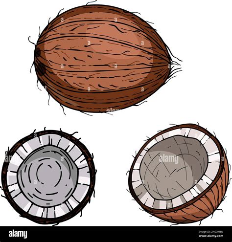 Hand Drawn Coconut Sketch Vector Tropical Food Illustration Coconut