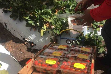 Extorsi N Del Crimen Organizado Ahoga A Productores De Berries En Michoac N