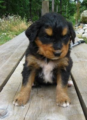 Golden Mountain Dog (Golden Retriever-Bernese Mountain Mix) Info and Pictures