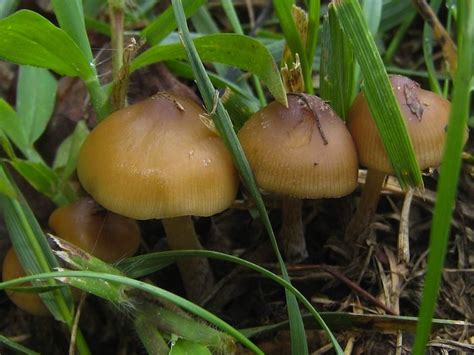 Psilocybe caerulescens - Alchetron, The Free Social Encyclopedia