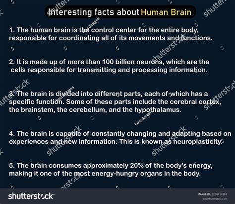 Interesting Facts About Human Brain Vector Stock Vector (Royalty Free ...