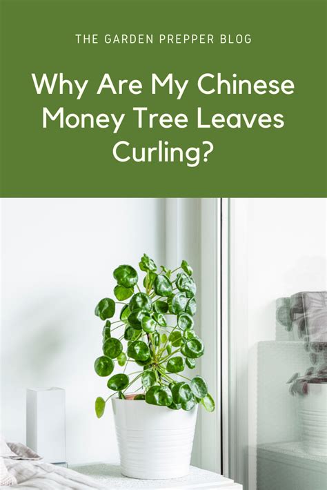 Why Are My Chinese Money Tree Leaves Curling Chinese Money Tree