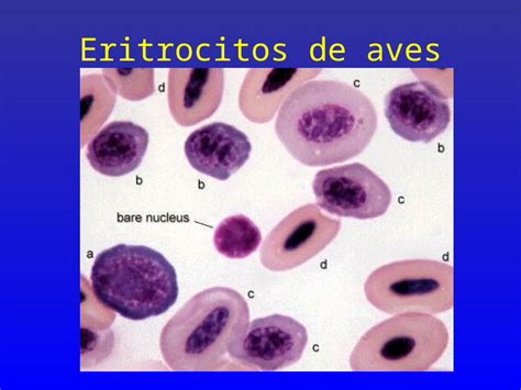 Ppt Atlas De Hematologia Veterinaria Dokumen Tips