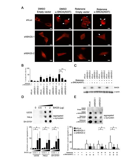 Stress induced p53 drives BAG5 cochaperone expression to control α