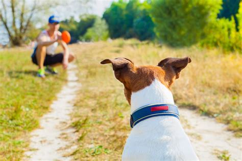 10 Games to Play with Dogs