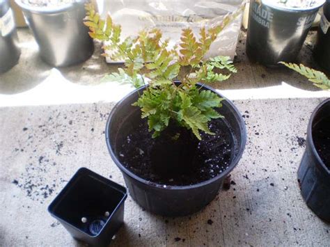 Green Jean New Ferns And A Spider Plant Urn