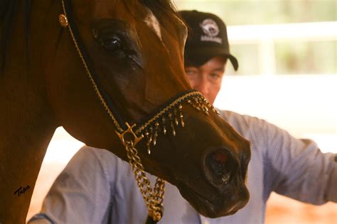 Jaguari Na Recebe Exposi O Do Cavalo Rabe Em Outubro Cavalo Rabe