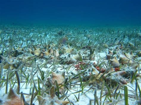 Juvenile Queen Conch In A Typical Seagrass Thalassia Testudinum