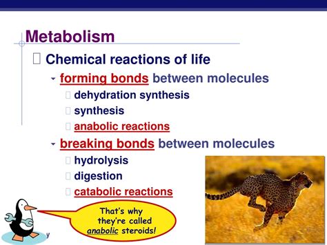 Ppt Metabolism And Enzymes Powerpoint Presentation Free Download Id